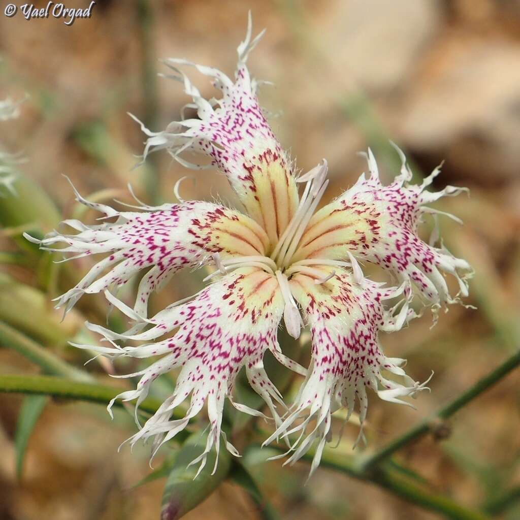 Слика од Dianthus libanotis Labill.