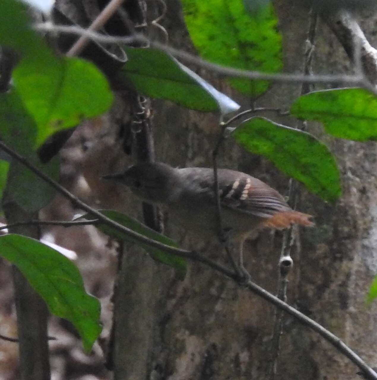 Image of White-eyed Antwren