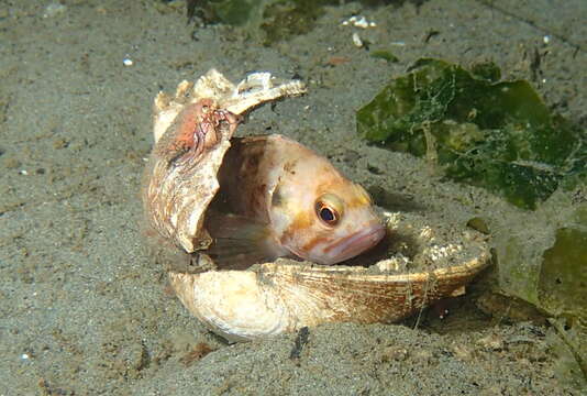 Image of Brown rockfish