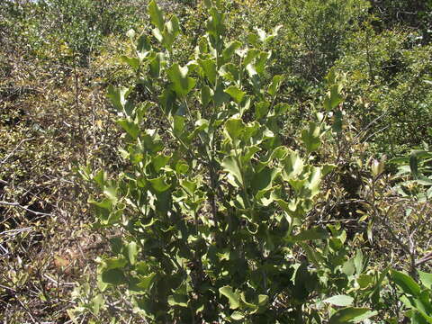 Gymnosporia undata (Thunb.) Szyszyl.的圖片