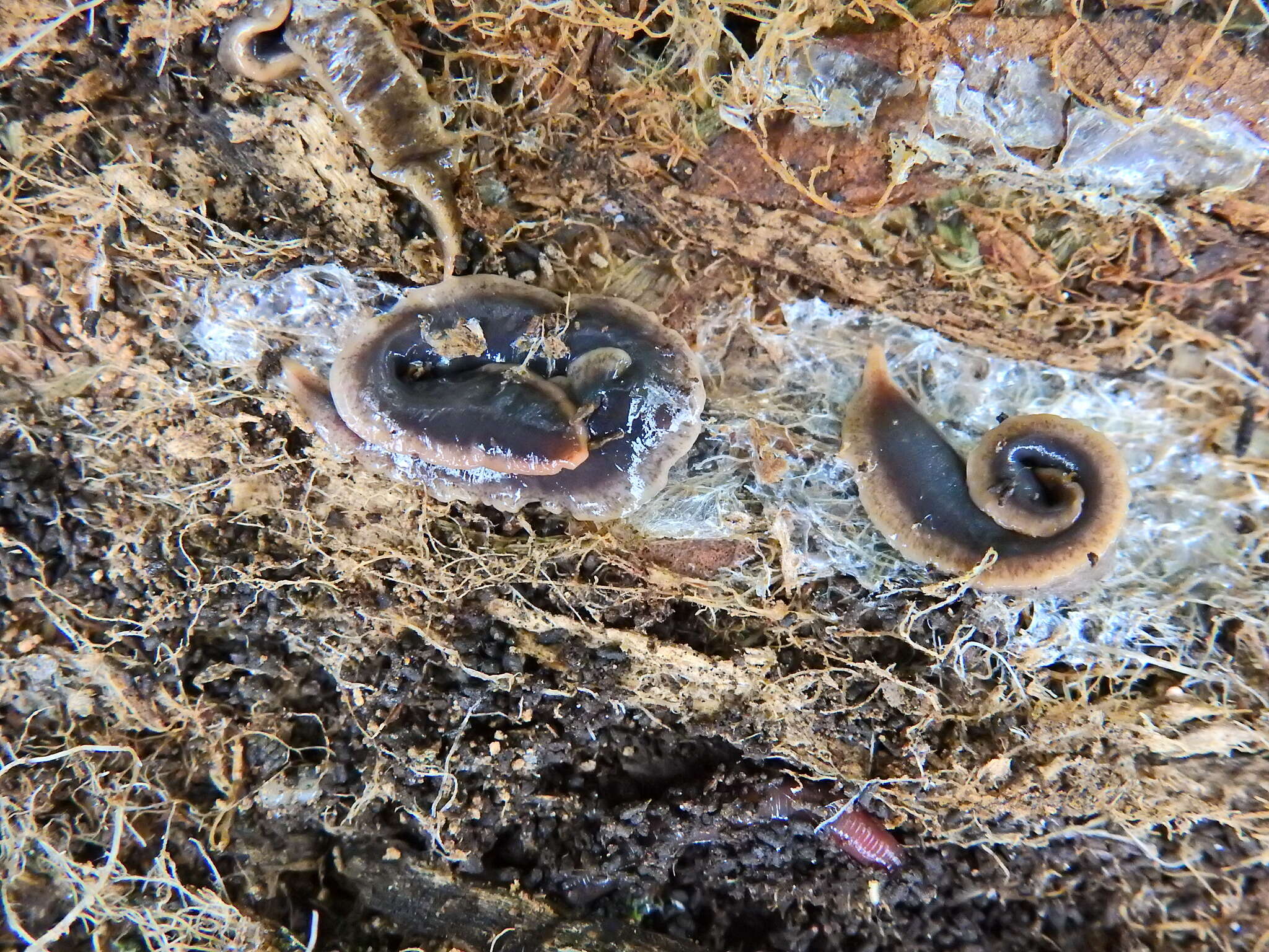 Image of New Zealand flatworm