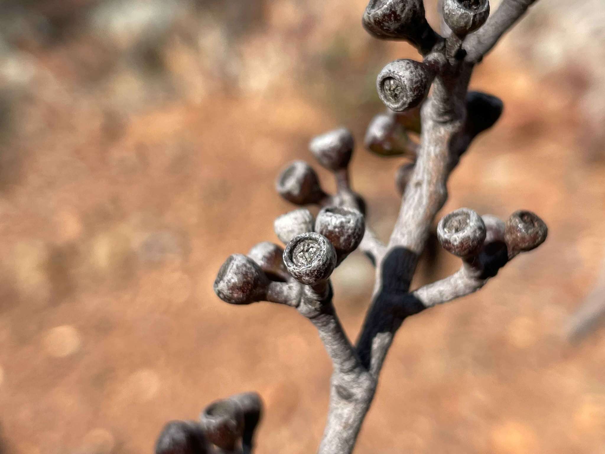 Image of Eucalyptus apothalassica L. A. S. Johnson & K. D. Hill