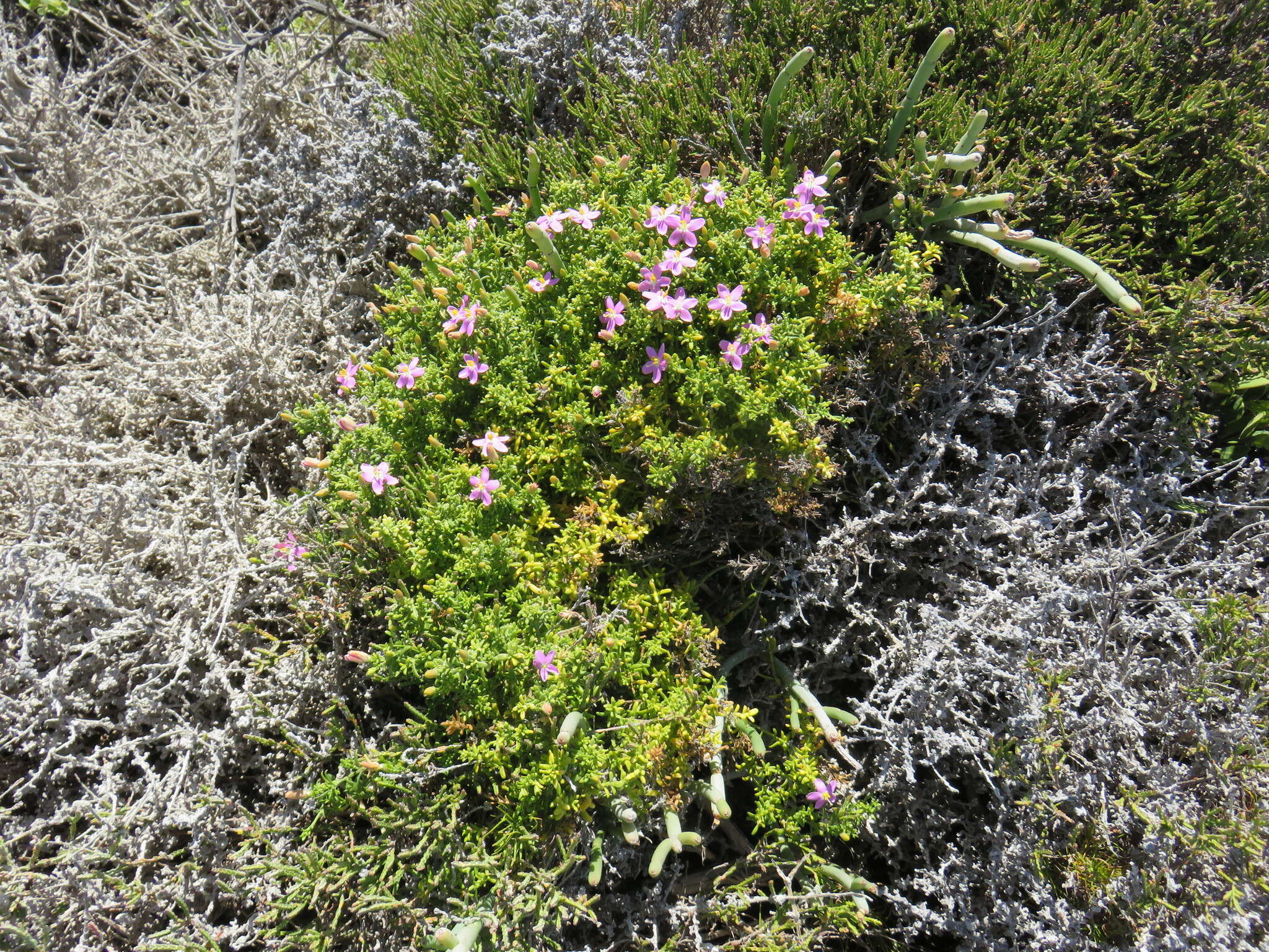 Image de Chironia baccifera L.