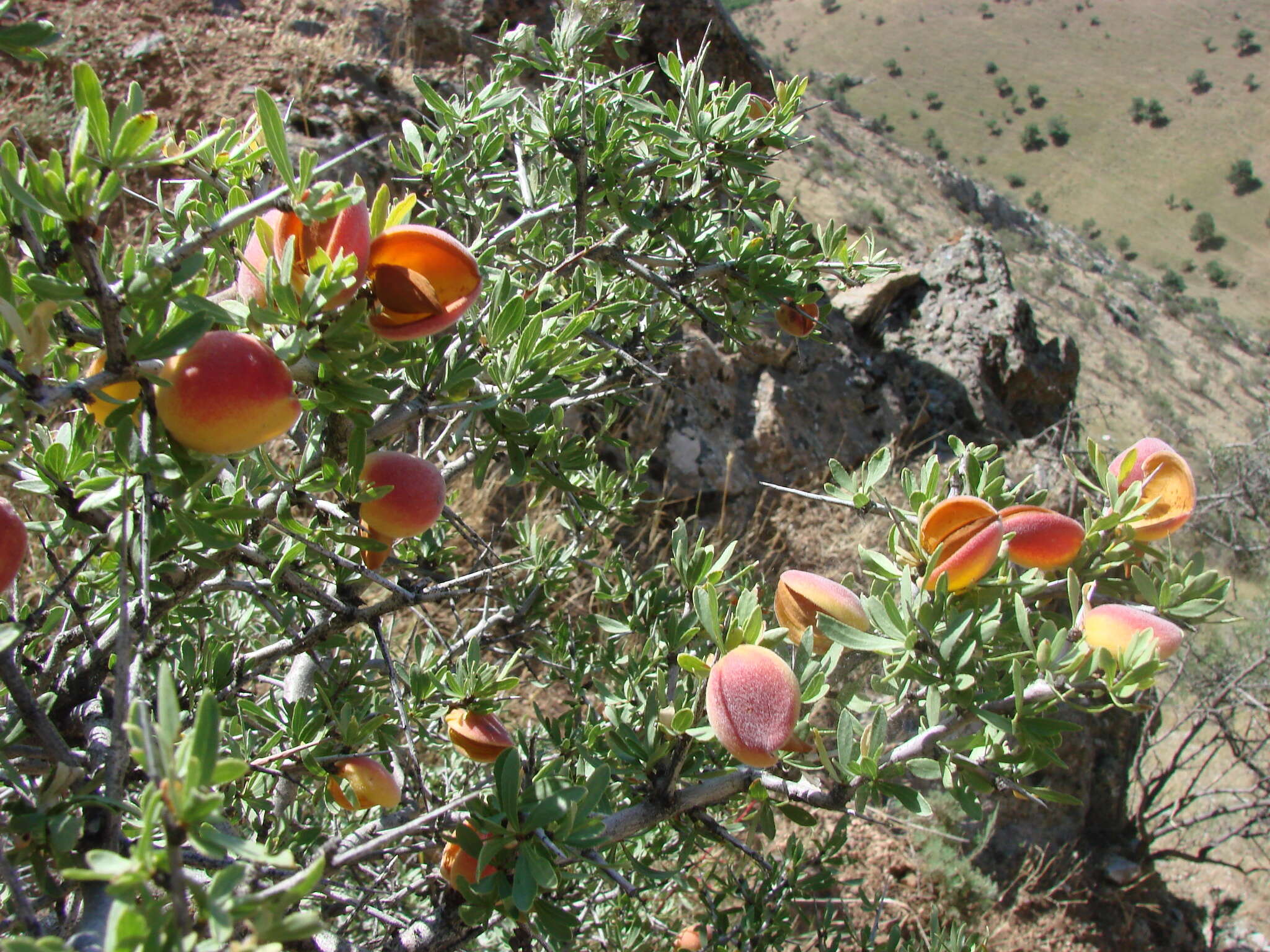 Imagem de Prunus spinosissima (A. Bunge) Franch.