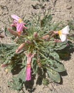 Imagem de Oenothera deltoides subsp. piperi (Munz) W. Klein