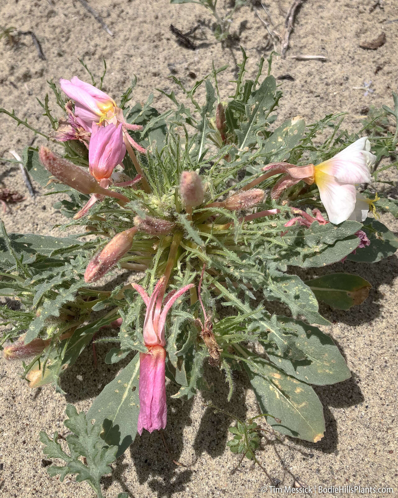 Imagem de Oenothera deltoides subsp. piperi (Munz) W. Klein