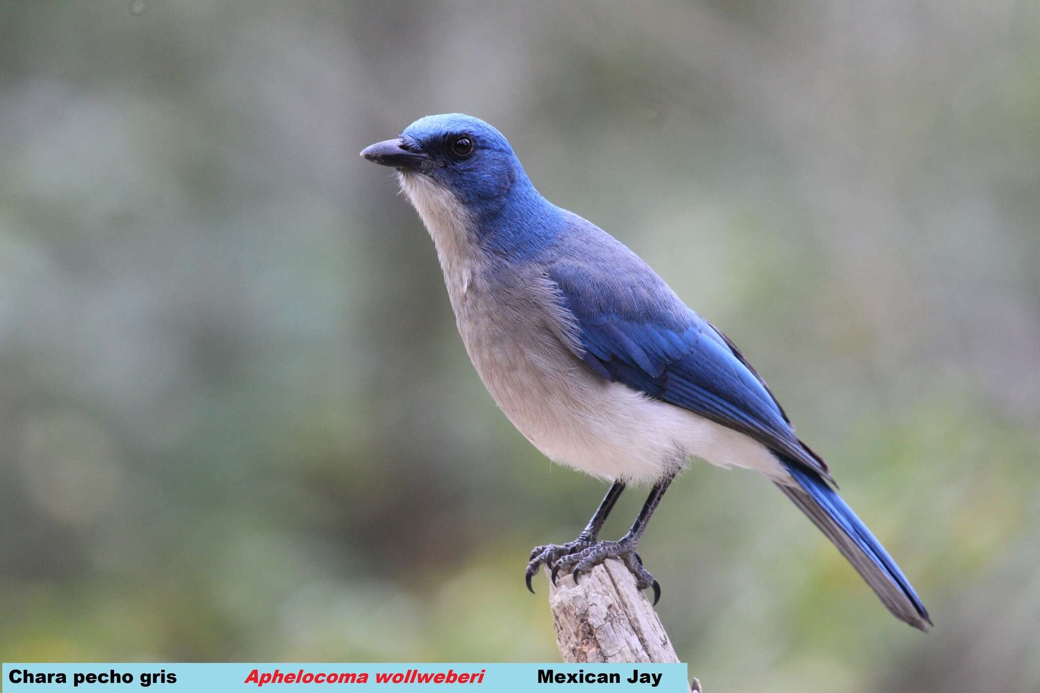 Image of Mexican Jay