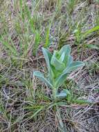 Image of large beardtongue