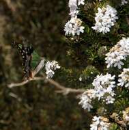 Image of Westringia senifolia F. Muell.