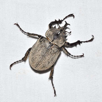 Image of Megasoma thersites Le Conte 1861