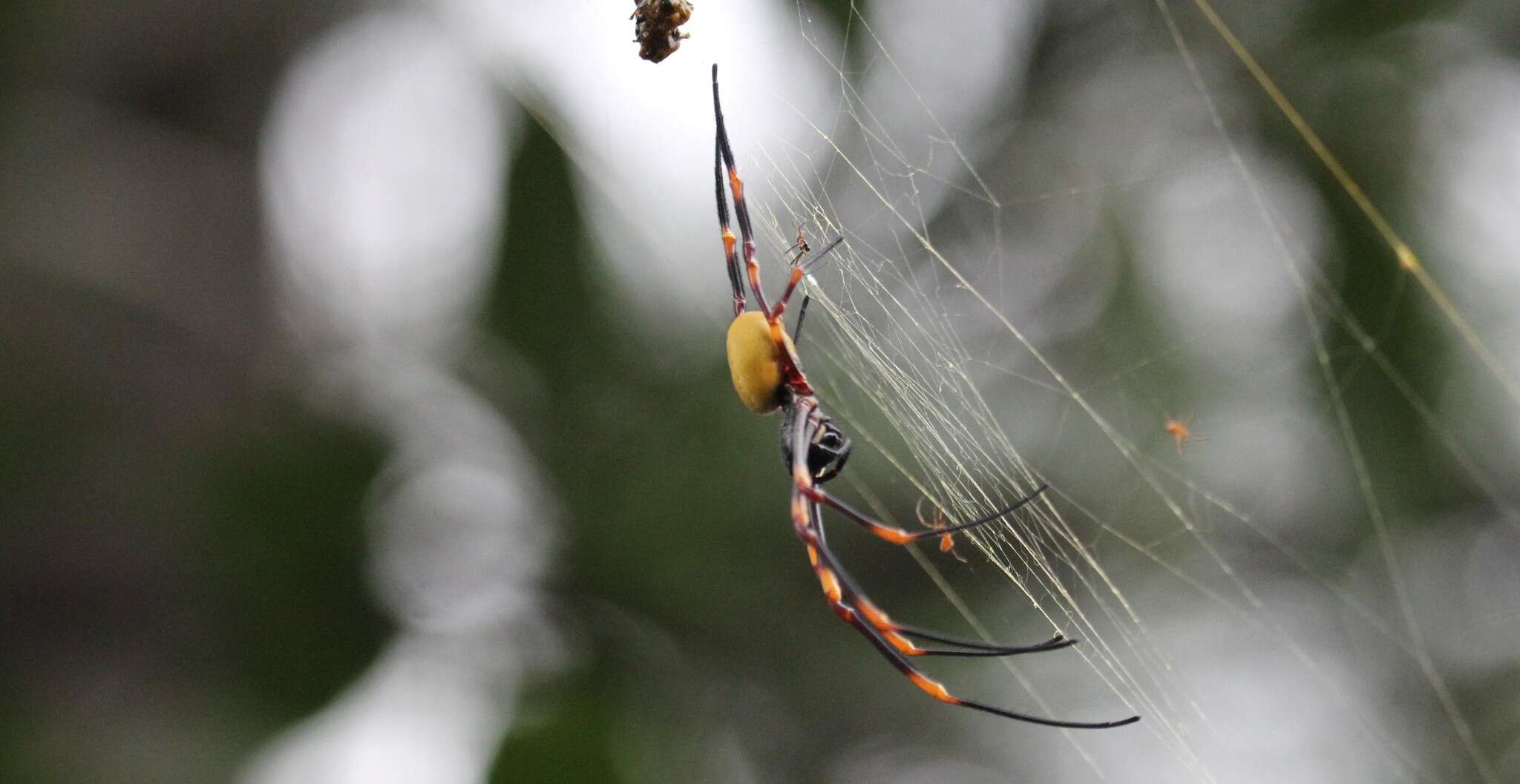 Imagem de Nephila tetragnathoides (Walckenaer 1841)