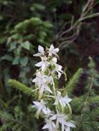 Image of lesser butterfly-orchid