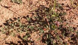 Image of Indigofera meyeriana Eckl. & Zeyh.