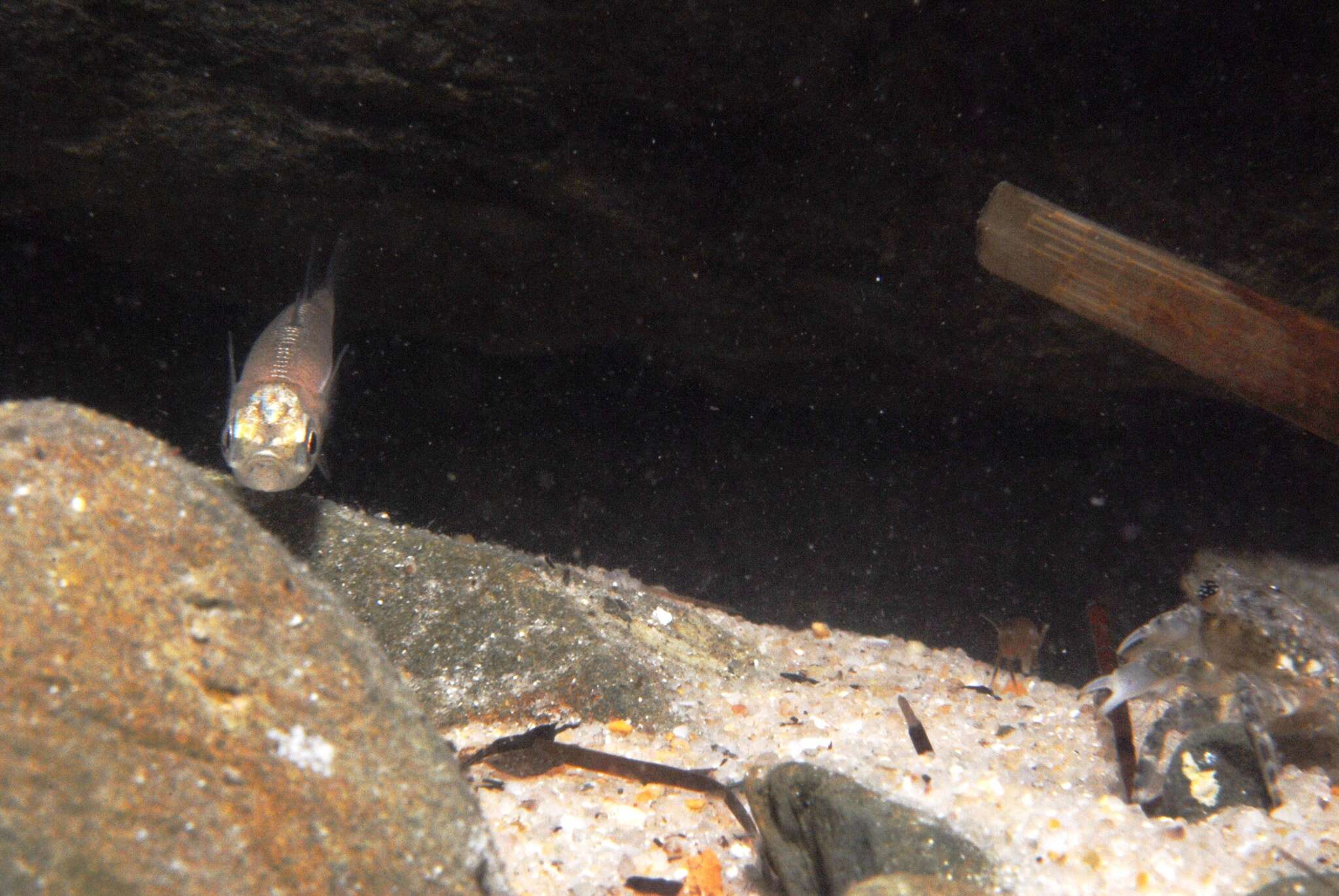 Image of Endora&#39;s hardyhead