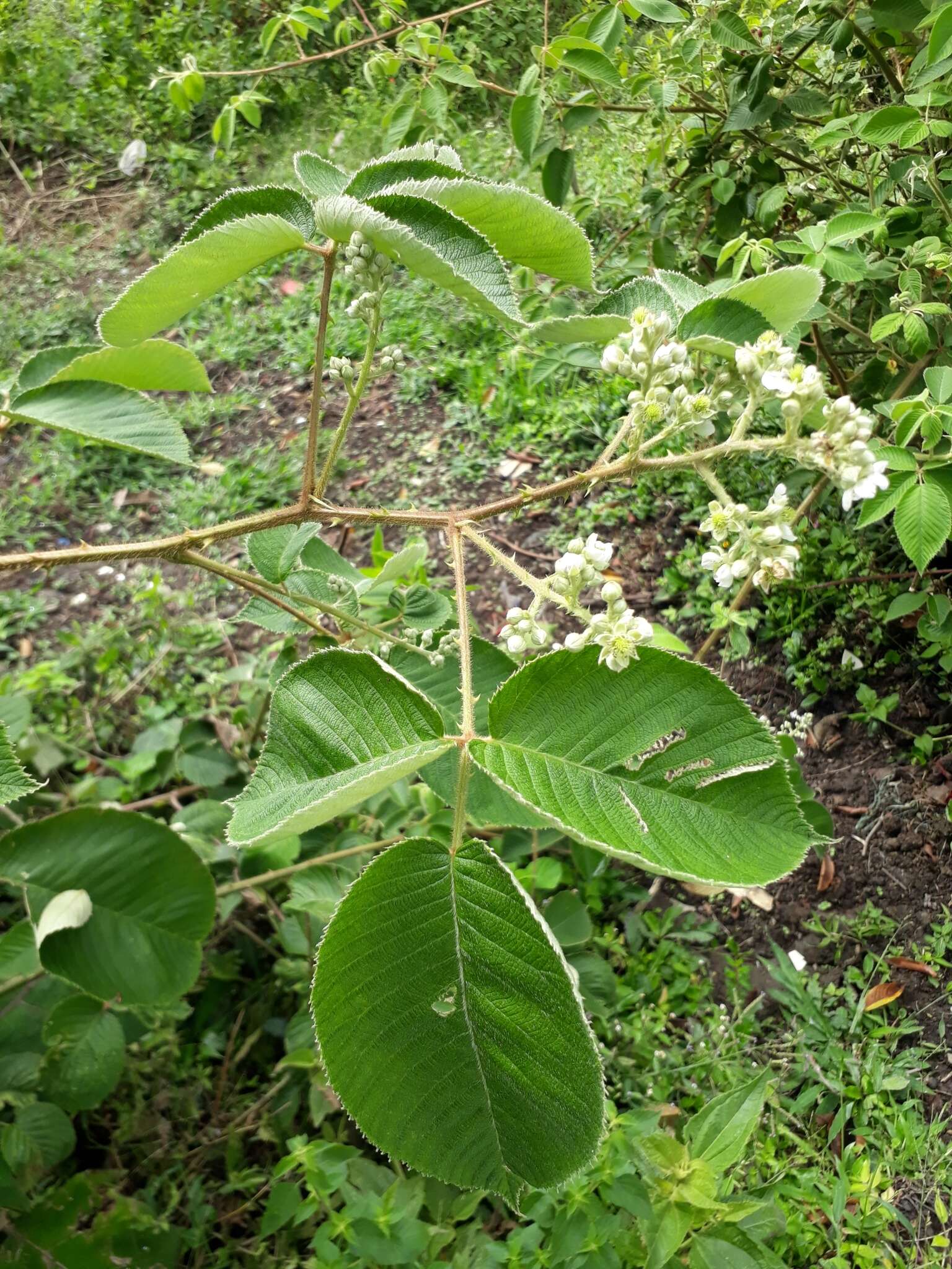 Image de Rubus urticifolius Poir.