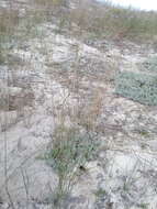 Image of pyp grass