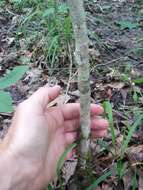 Image of stolonbearing hawthorn