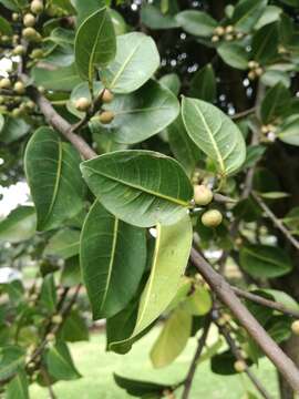 Image of Jamaican cherry fig