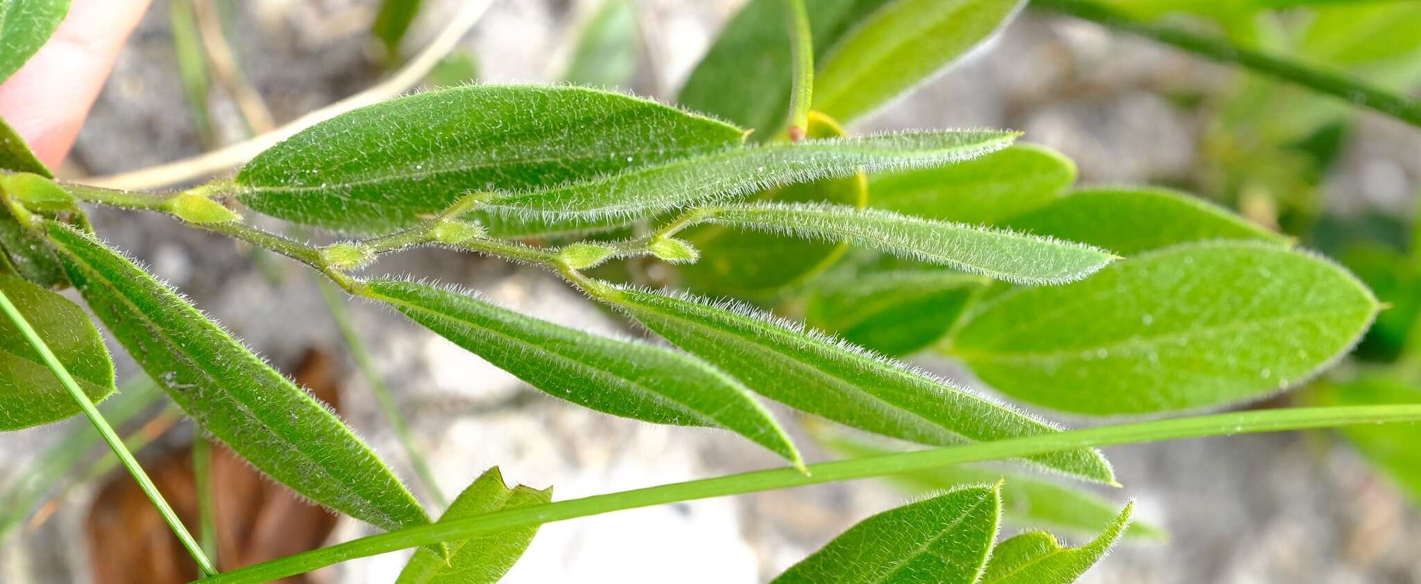 Plancia ëd Otholobium thomii (Harv.) C. H. Stirt.