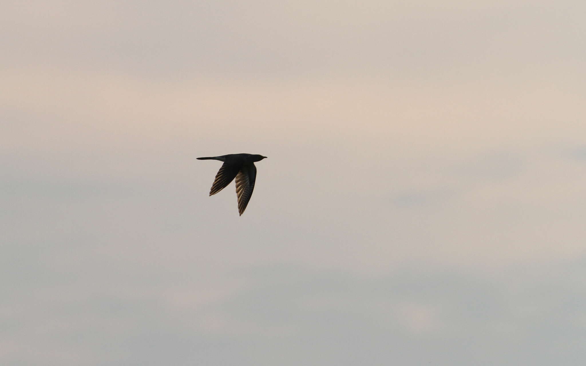 Image of Indian Cuckoo