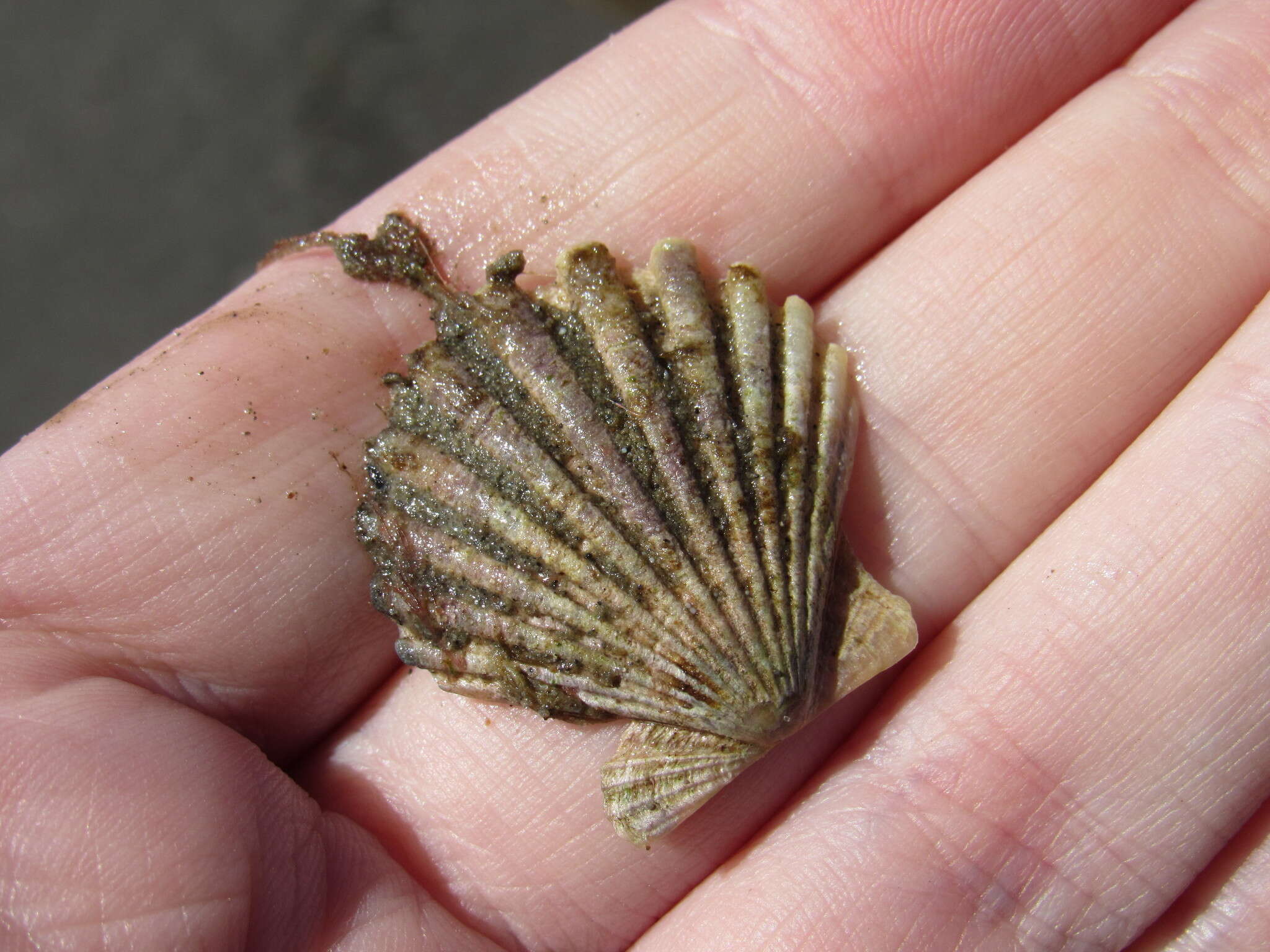 Слика од Aequipecten tehuelchus (d'Orbigny 1842)