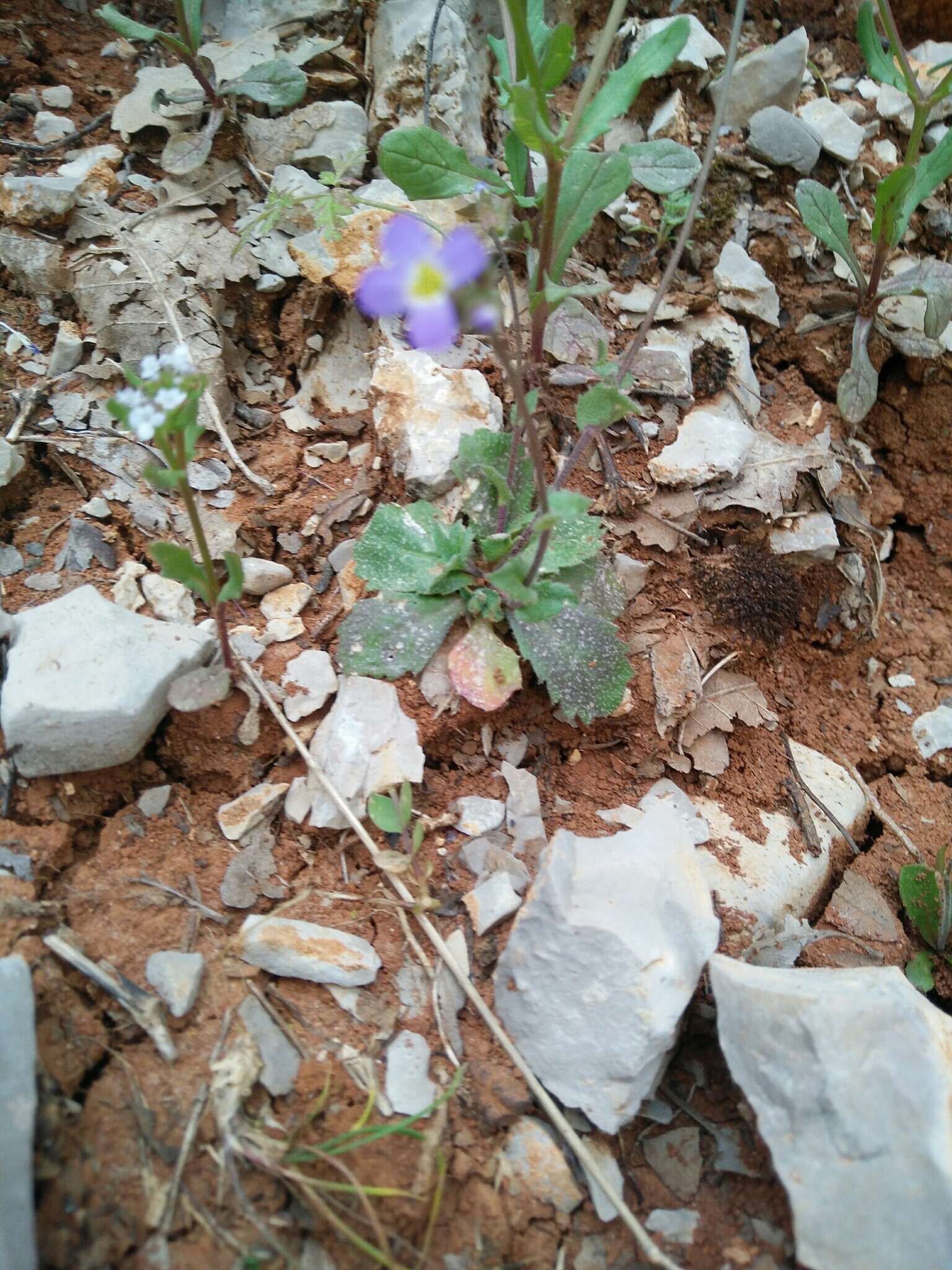 Image of Zuvanda crenulata (DC.) Askerova