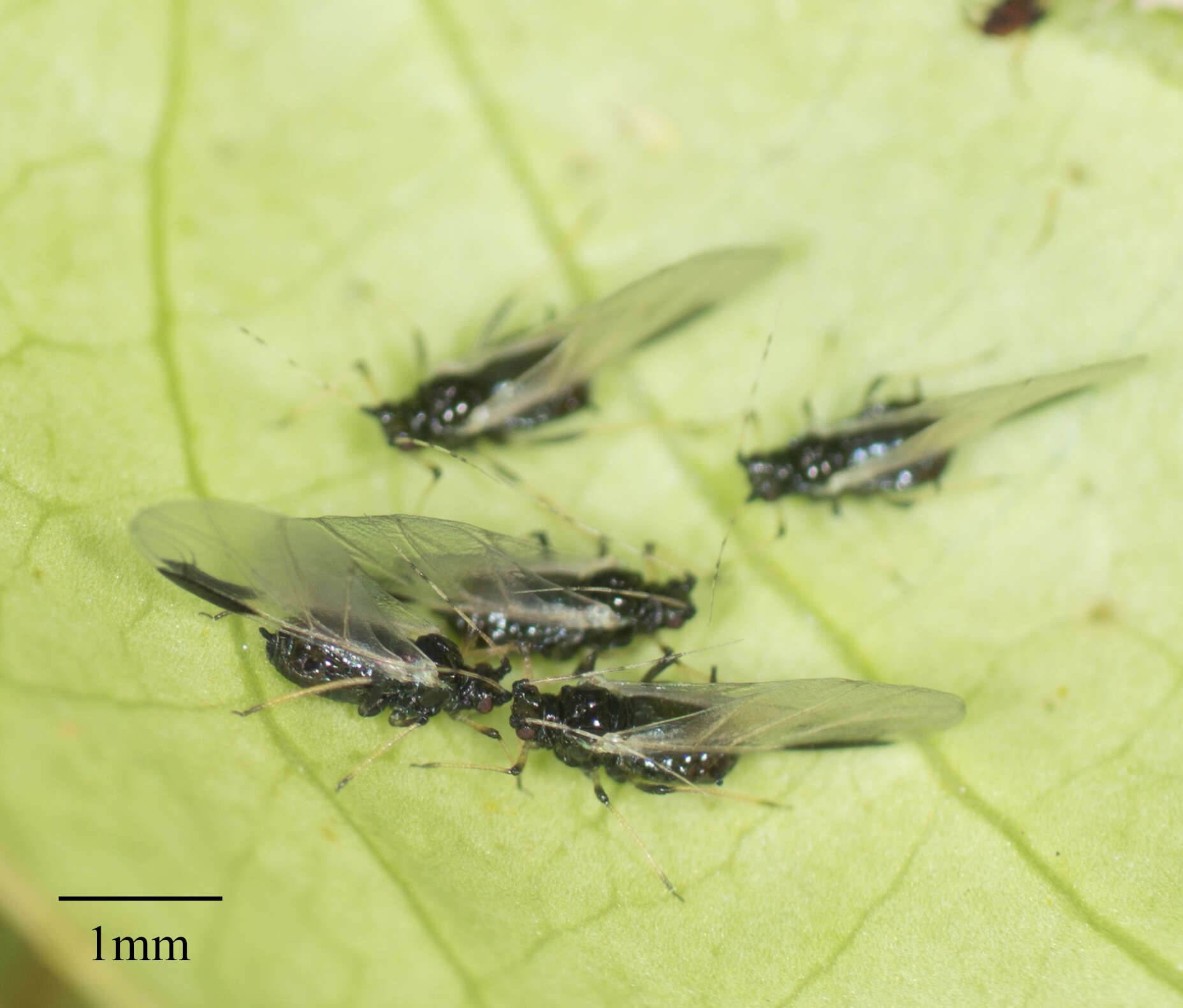 Image of Black citrus aphid