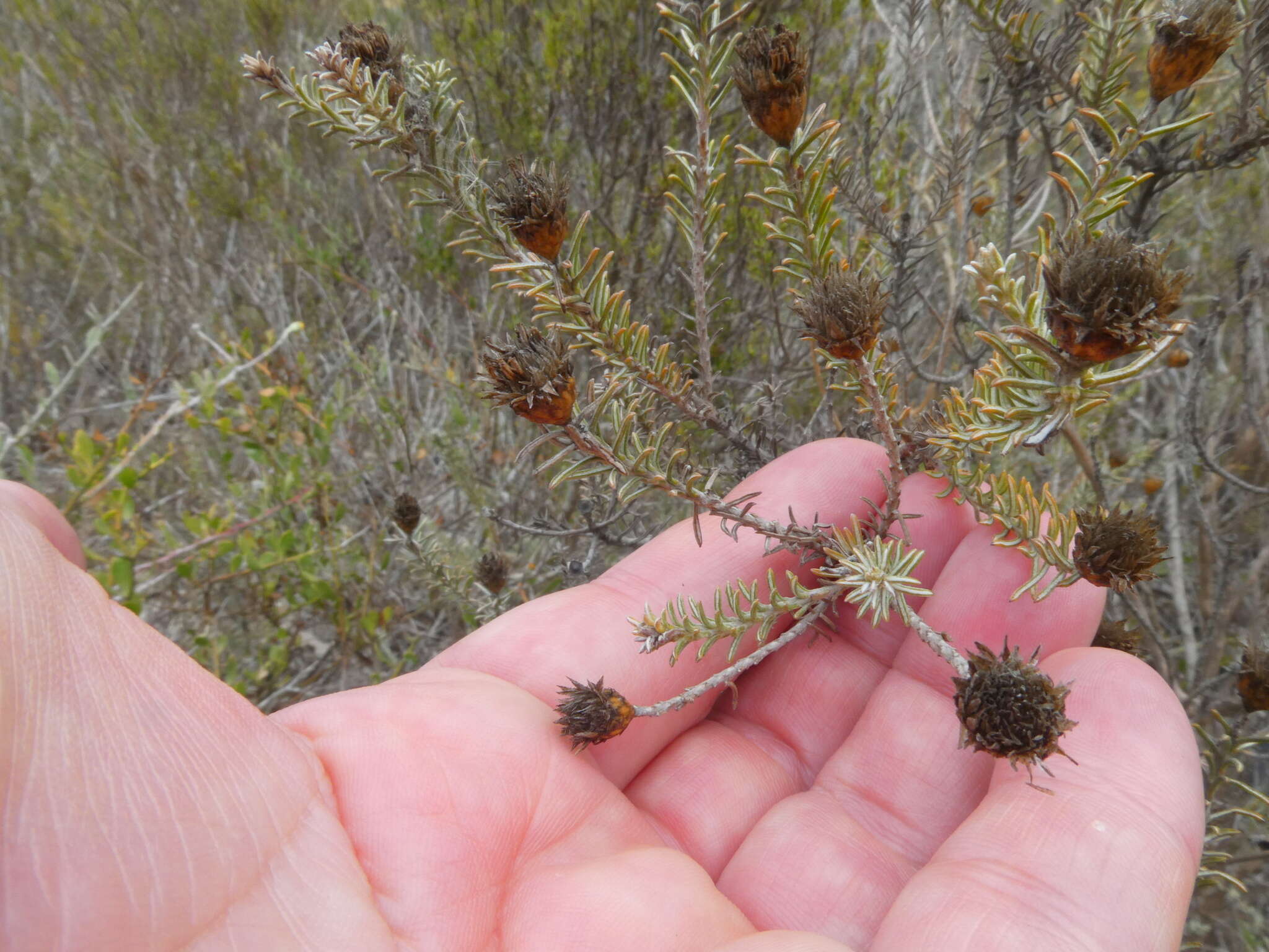 Image of Oedera fruticosa (L.) N. G. Bergh