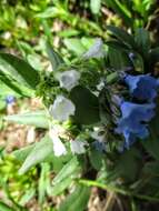 صورة Mertensia brevistyla S. Wats.