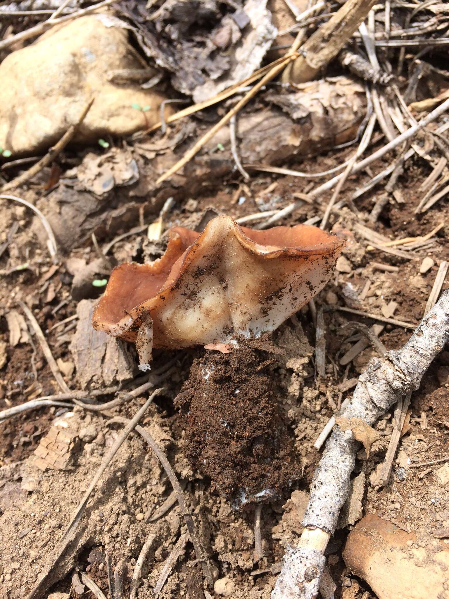 Imagem de Gyromitra melaleucoides (Seaver) Pfister 1980