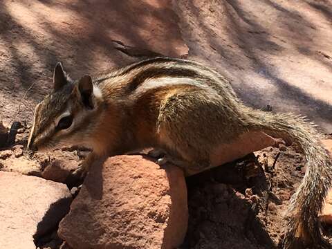 Image of Uinta Chipmunk