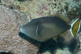 Image of Bluethroat triggerfish