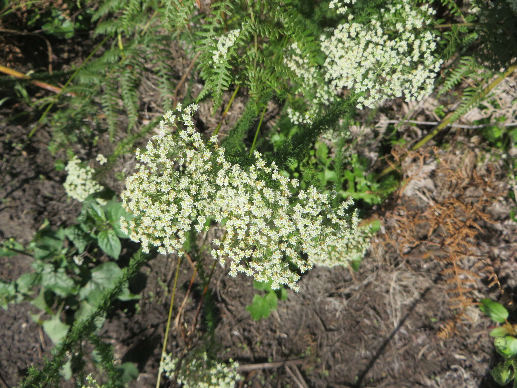 Image of Selago glomerata Thunb.