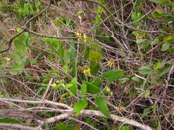 Image of Oxypetalum banksii Schult.