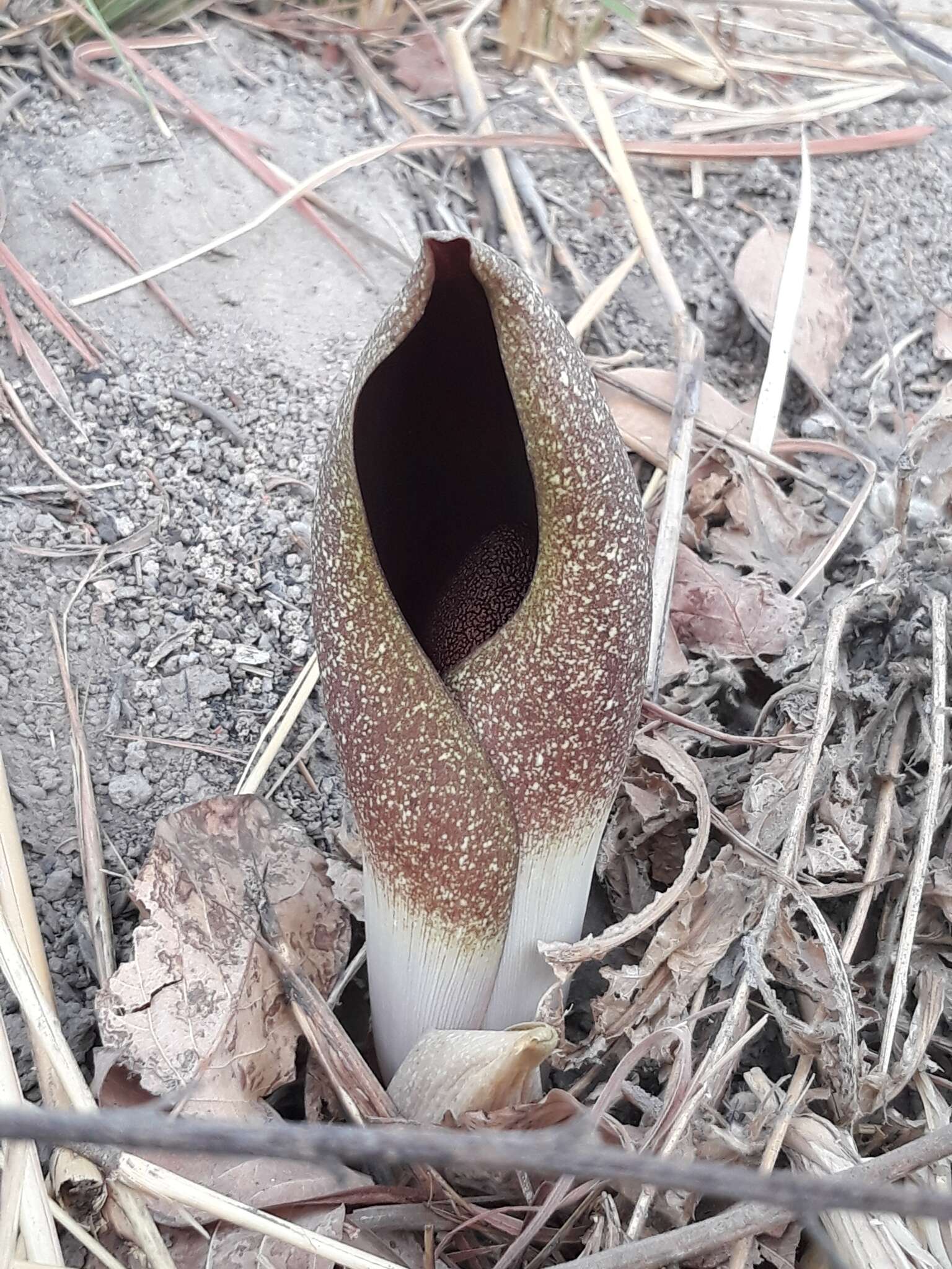 Image of Amorphophallus dracontioides (Engl.) N. E. Br.