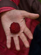 Слика од Rubus hawaiensis A. Gray