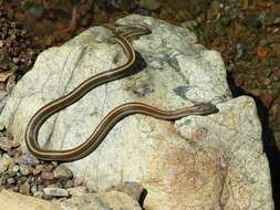 Image of Aquatic Gartersnake