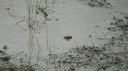 Image of Fiddler Crab