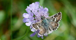 Image of Carline Skipper