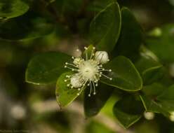 Image of Gossia fragrantissima (F. Müll. ex Benth.) N. Snow & Guymer