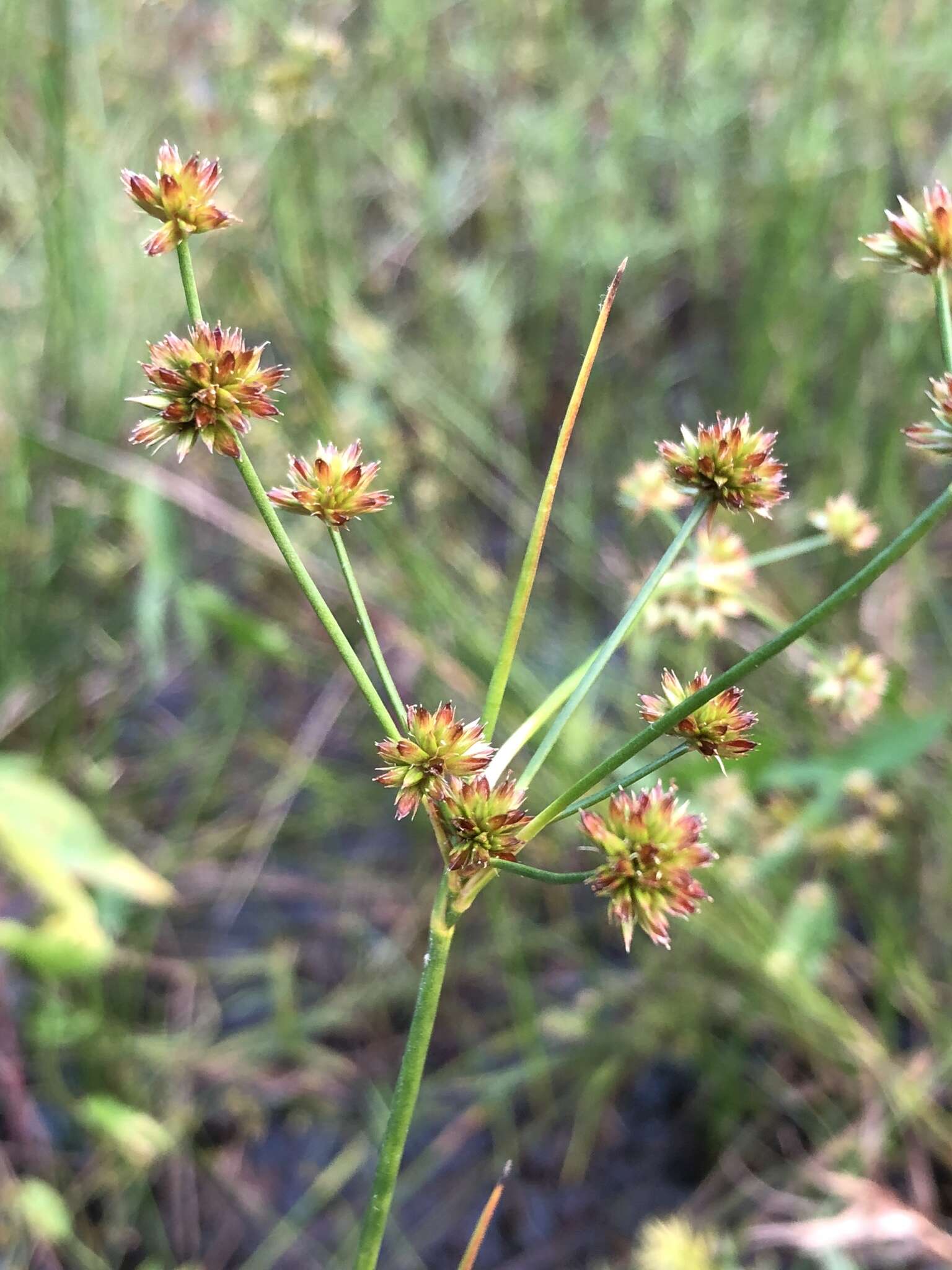 Imagem de Juncus canadensis Gay