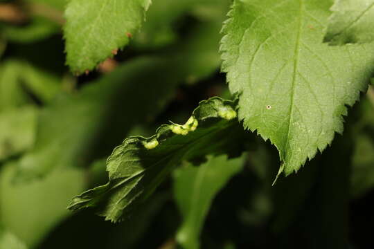 Imagem de <i>Eriophyes similis</i> (Nalepa 1890)