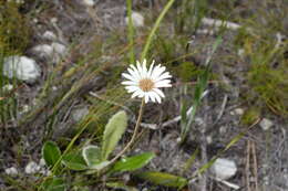 Image de Gerbera tomentosa DC.