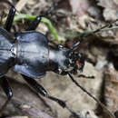 Image of Carabus (Tribax) koltzei (Rost 1889)