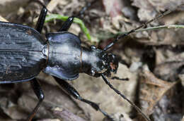 Image of Carabus (Tribax) koltzei (Rost 1889)