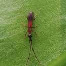 Image de Cerobates (Ionthocerus) crematus (Lacordaire 1866)