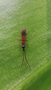 Image of Cerobates (Ionthocerus) crematus (Lacordaire 1866)