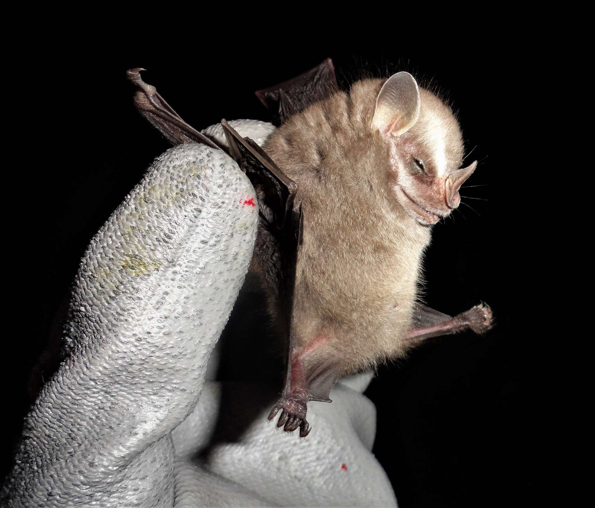Image of Little Yellow-eared Bat