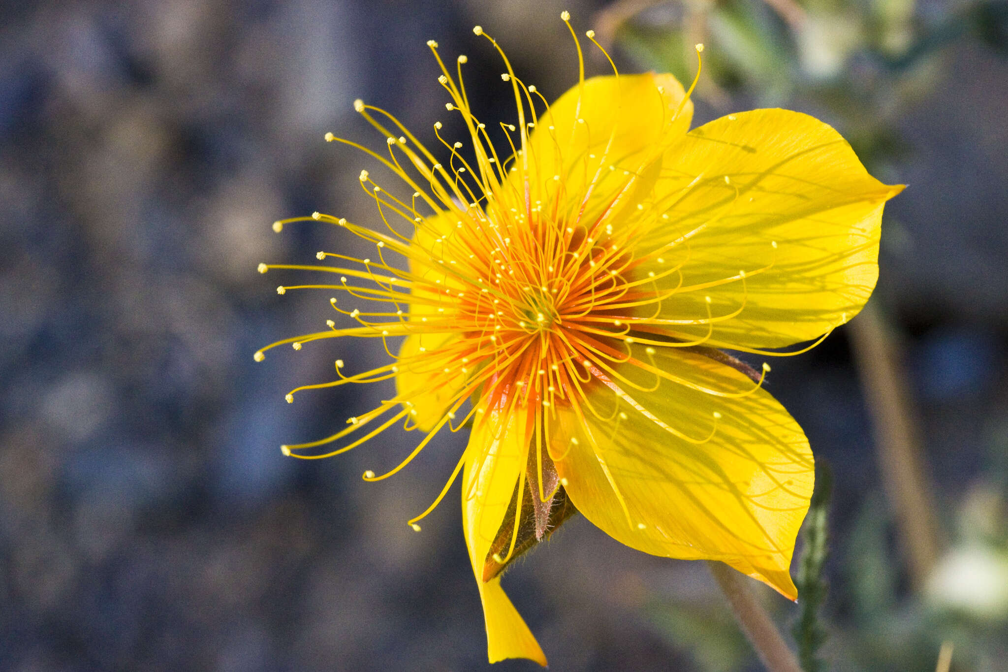 Image of Lindley's blazingstar