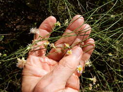 Image of Mexican-Devilweed